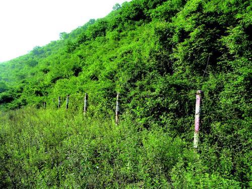 封山育林中林业生态工程建设运用论文