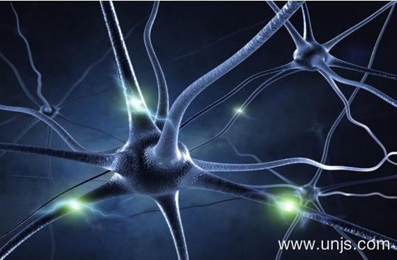 神经组织修复中神经营养因子BDNF的运用论文