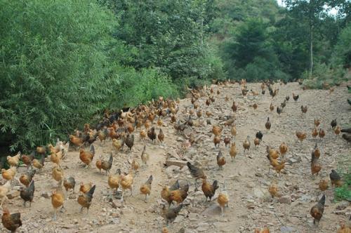 浅析散养土鸡的养殖技术论文