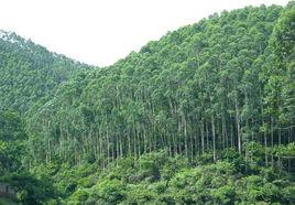 速生桉丰产林的造林技术方法论文