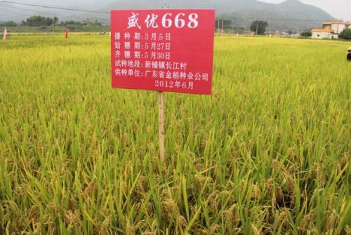 禾盛油555在宜昌的表现及优质高产栽培技术论文 1