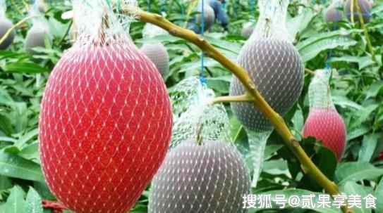 揭秘天价芒果“太阳蛋”，日本是怎么种的，看后感叹万分呀 4