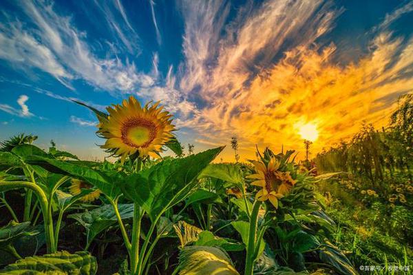 关于向日葵的作文：面朝太阳的花儿