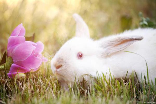 小朋友都比较喜欢可爱的兔子，可是你们会写关于兔子的作文吗 1