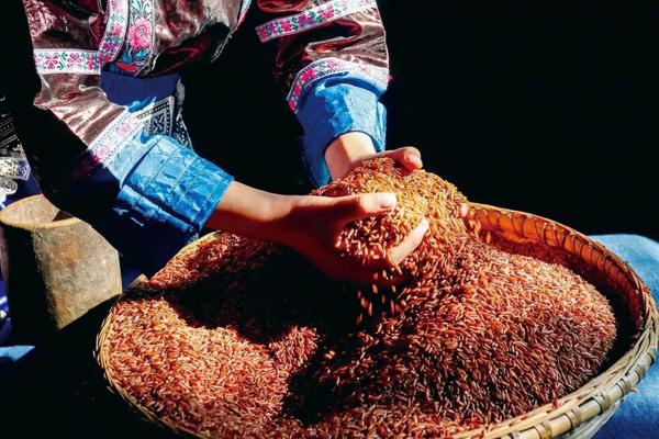 农遗良品 | 新晃侗藏红米: 世界原始稻作文化的活化石 5