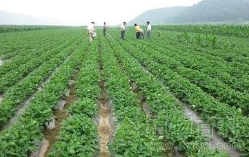 浅谈有机农业的栽培施肥及土壤培肥技术论文