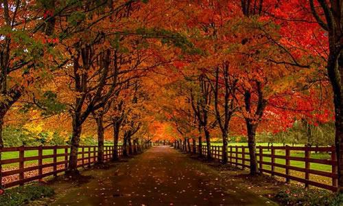 美丽的秋 美丽的秋天作文1100字