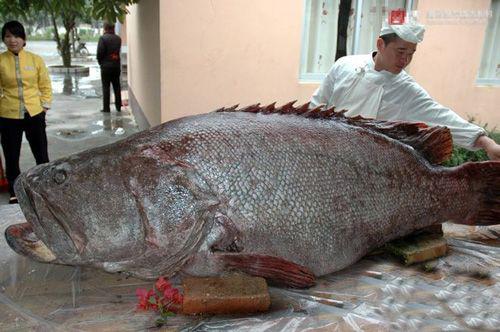 巨型鱼“怪”珍贵的照片作文400字