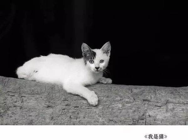 什么是以小见大法 | 读名著学作文 夏目漱石《我是猫》 1