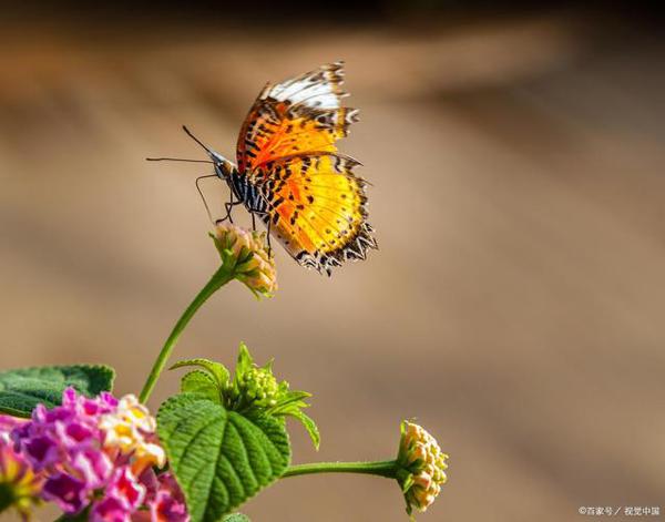 写昆虫的作文：春天的蝴蝶 1