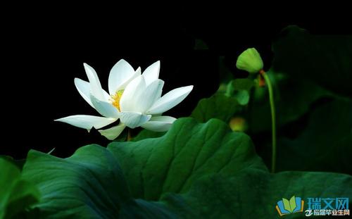 关于莲花的成分：lotus_450个单词