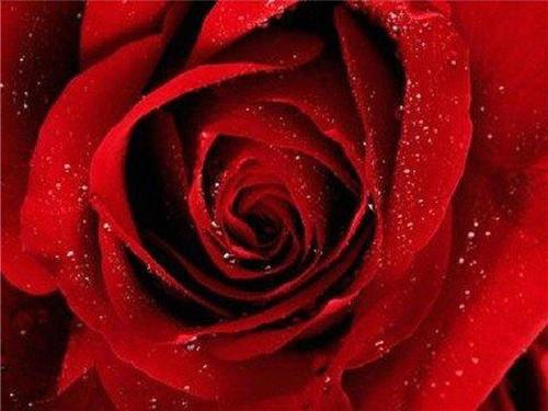 10个经典教育故事：永不褪色的玫瑰