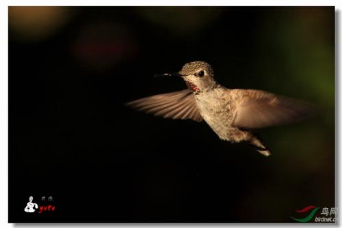 [PK赛]动物构图：Hummingbird_450个单词