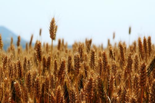 小麦成熟了900字