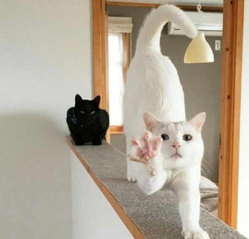 黑猫和白猫_550字