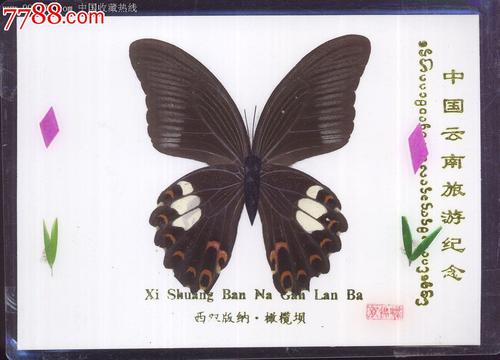一对特殊的蝴蝶标本_900字
