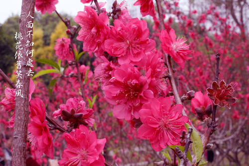 我不知道要去哪里，但是桃花在春天的微风中依然微笑着。800字