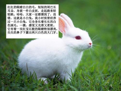 我的小白兔_350字