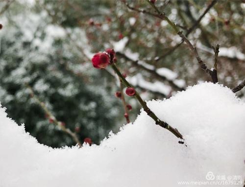 严飞飞。薛飞飞雪在李子树枝上堆满了。