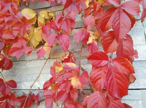 秋天的颜色，美丽的叶子_900字