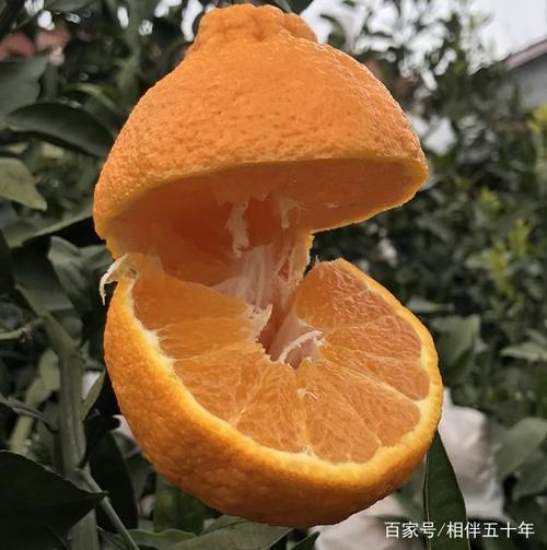 美味的丑橙