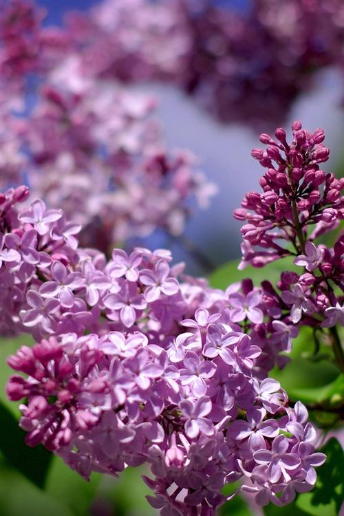 美丽的淡紫色花