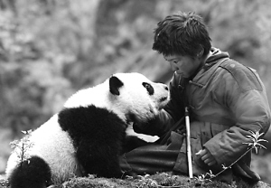 关于观看《熊猫回家的路》的思考