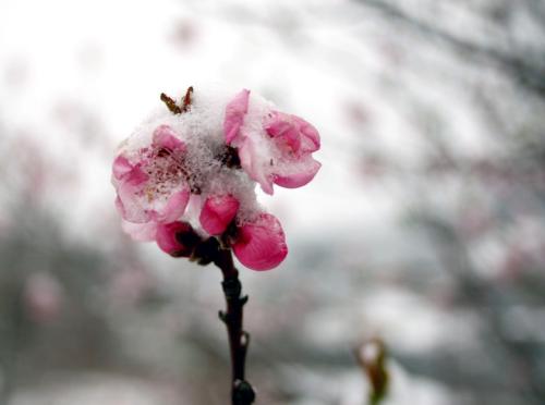 桃花在雪中