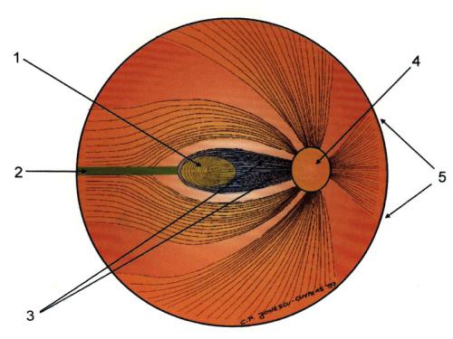 弯曲的视网膜