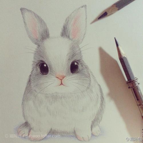 我最喜欢的小白兔