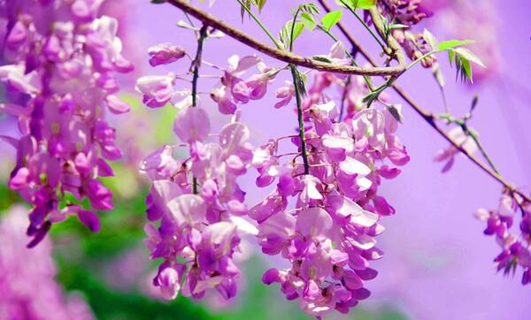 紫藤小花园