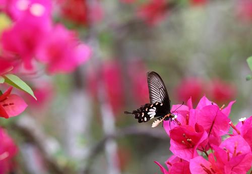 在花丛中寻找色彩艳丽的蝴蝶