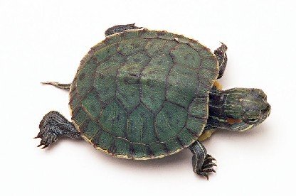 可爱的巴西龟