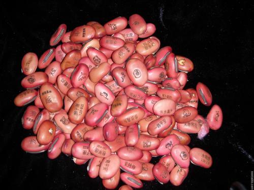 种子豆