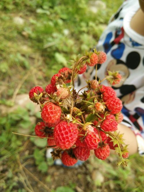 采摘野草莓