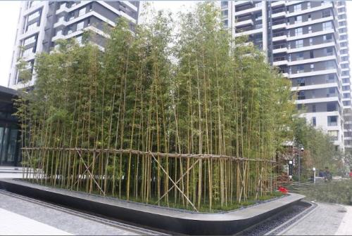 社区中的竹子