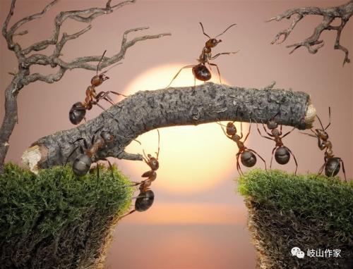 蚂蚁移动的想法