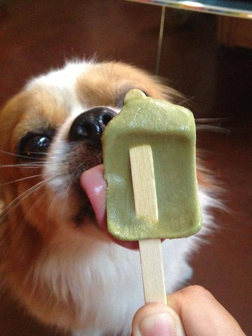 小狗吃冰淇淋