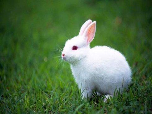 可爱的动物兔子