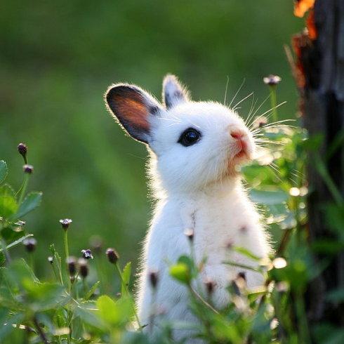 小兔子上当了