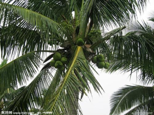家乡的椰子树