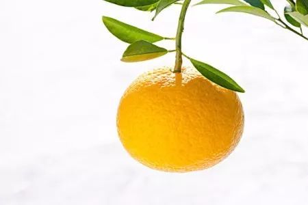 家乡橘子