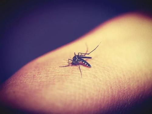 讨厌的蚊子