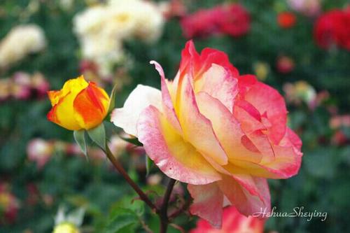 我爱家乡的玫瑰花