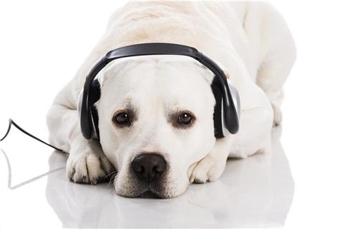 喜欢音乐的狗