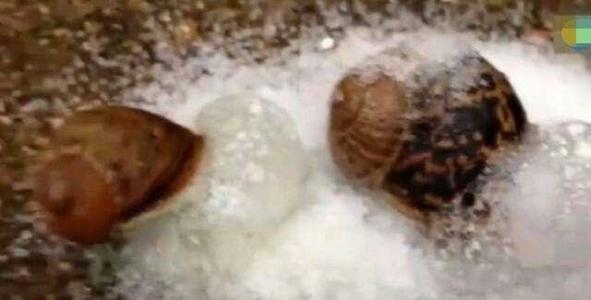 蜗牛怕盐