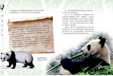 国宝大熊猫三年级组成