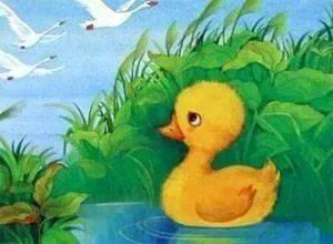 小鸭子学游泳
