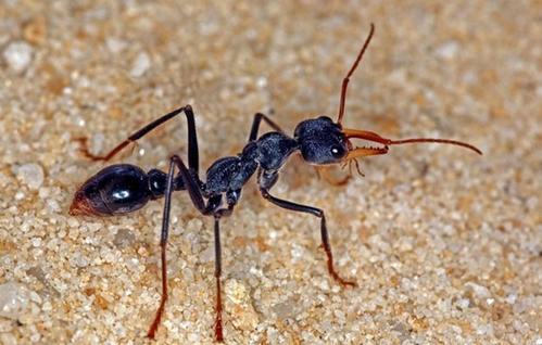 蚂蚁世界