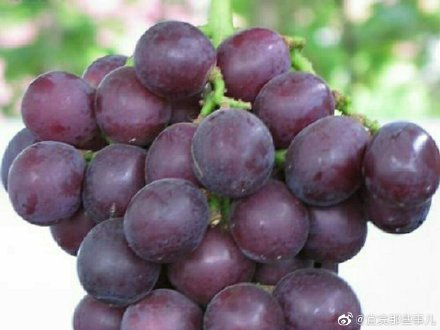 我爱葡萄